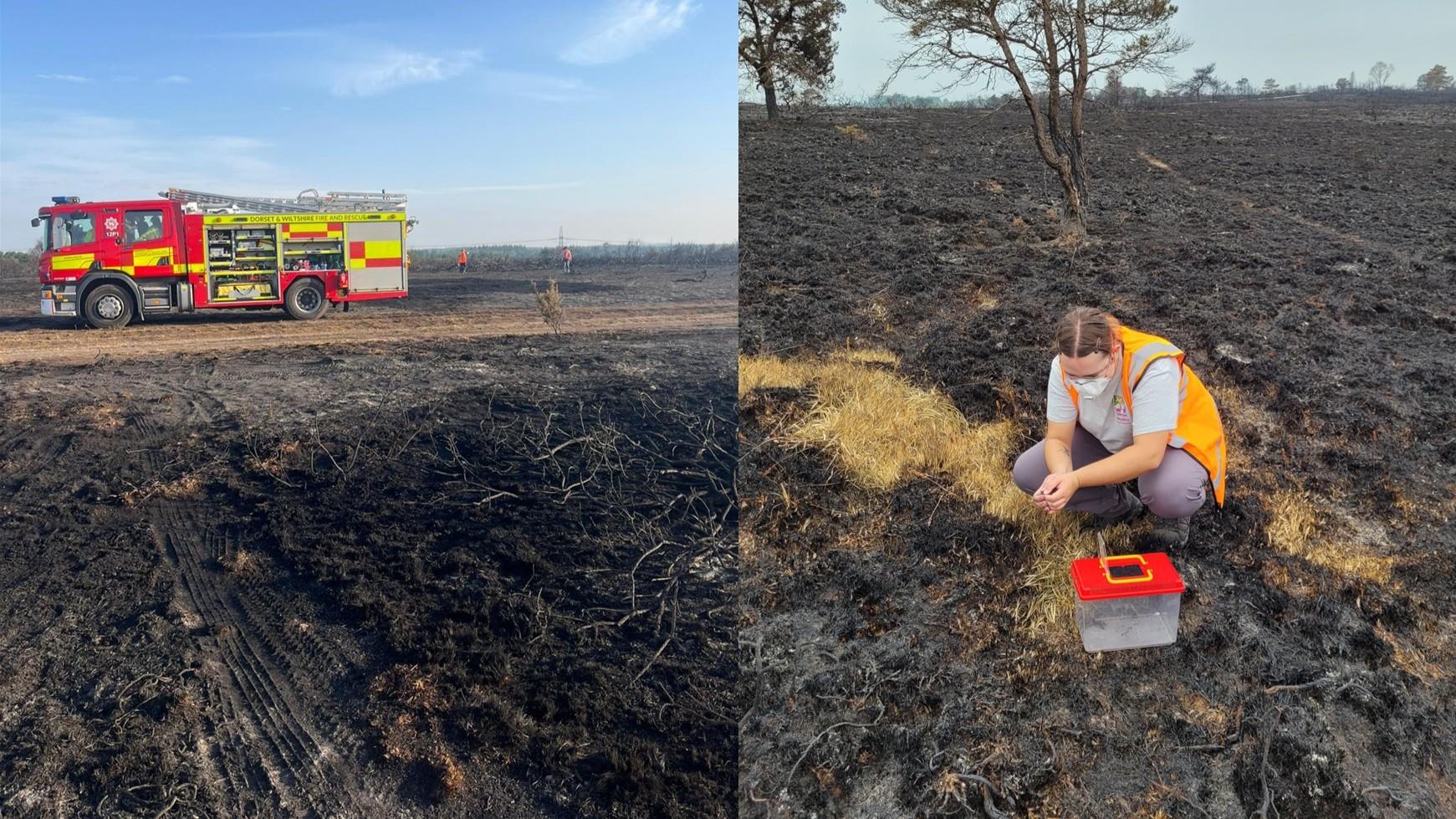 Aftermath of Holt Heath fire