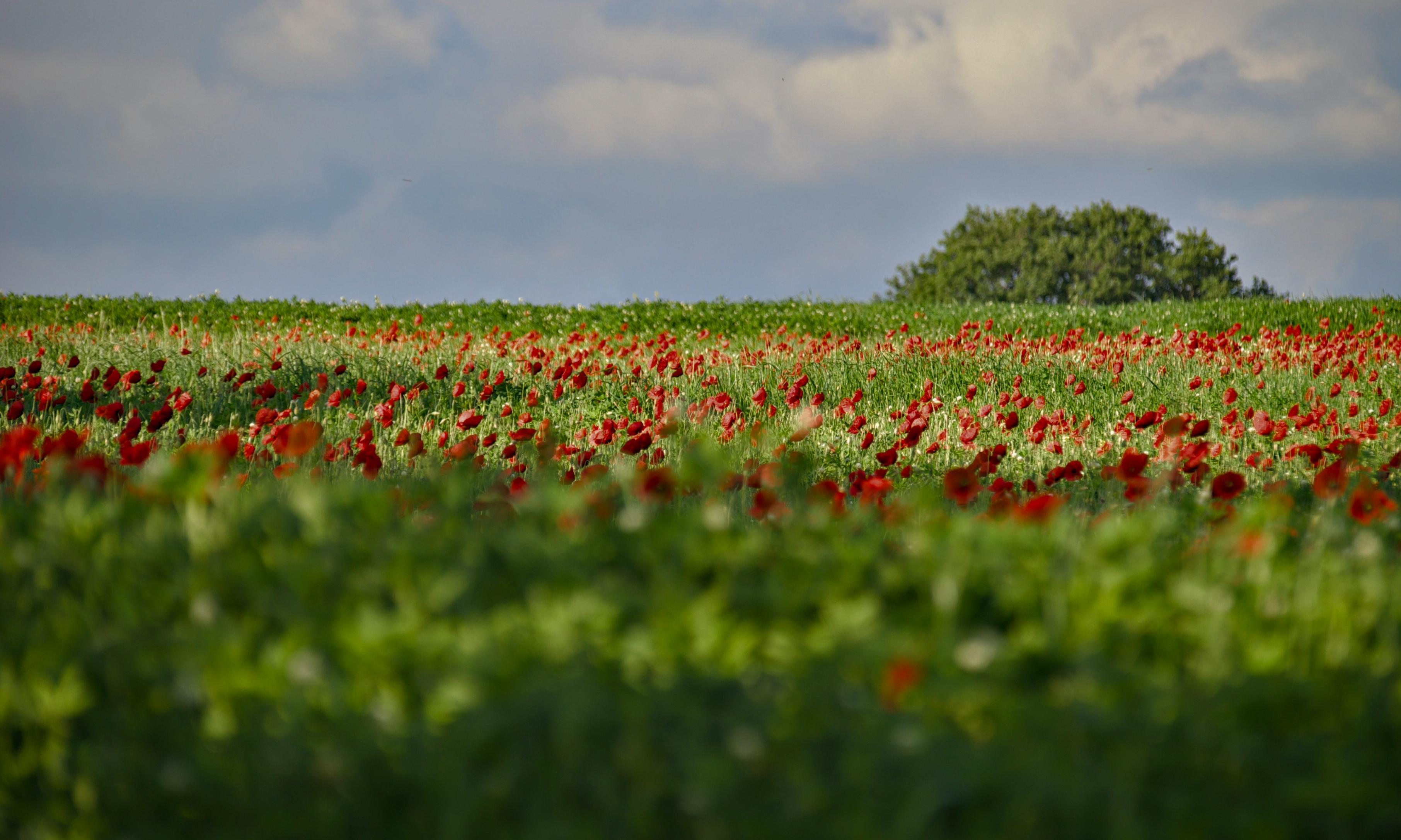 Poppies in a field